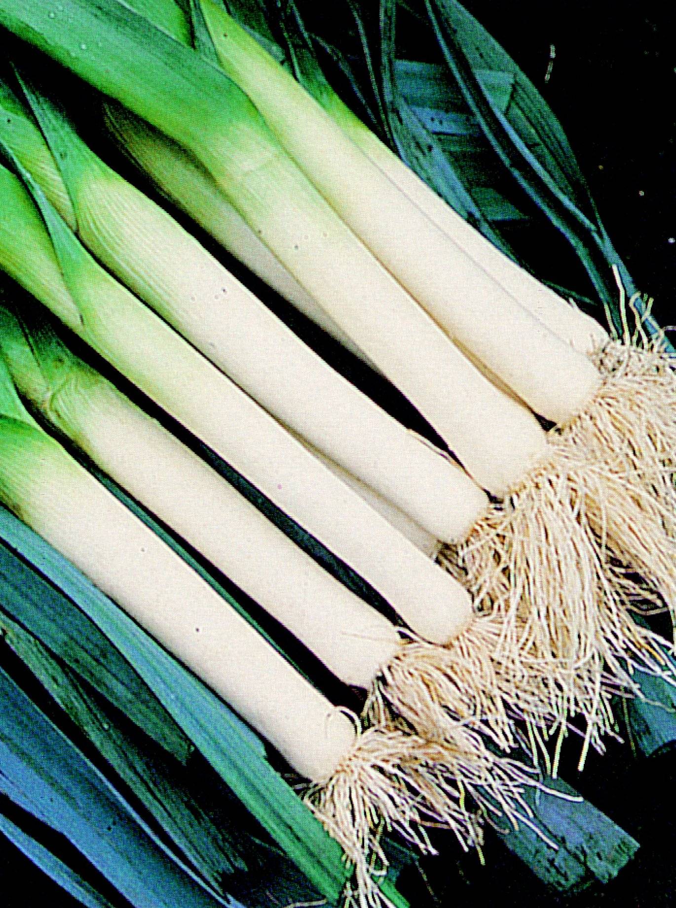 Leeks 4 Blog Post 5th March 2021